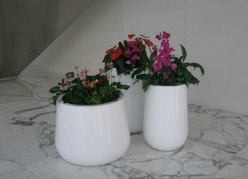 綠植租擺銷(xiāo)售 (2)