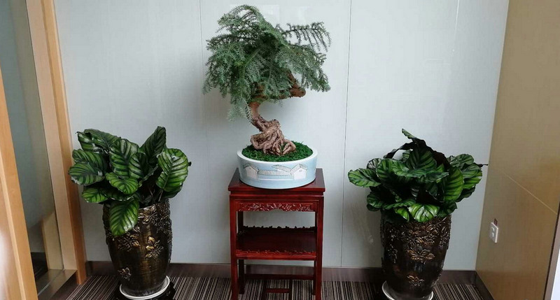 綠植租擺銷(xiāo)售 (4)