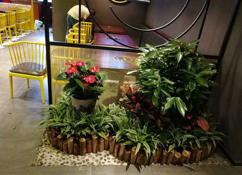 綠植租擺銷(xiāo)售 (1)