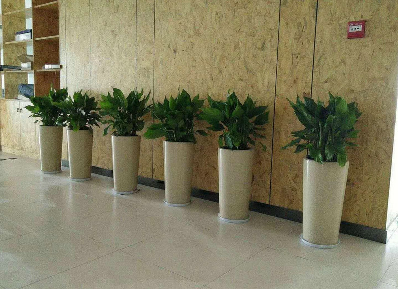 綠植租擺銷(xiāo)售 (6)