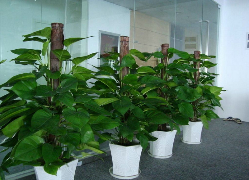 綠植租擺銷(xiāo)售 (5)